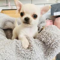 Cucciolo di chihuahua maschi femmine