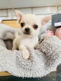 Cucciolo di chihuahua maschi femmine