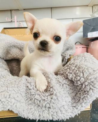 Cucciolo di chihuahua maschi