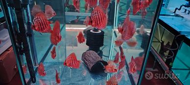 Discus qualità top Approfittane