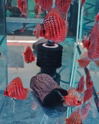 Discus qualità top Approfittane