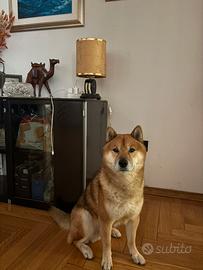 SHIBA INU, accoppiamento