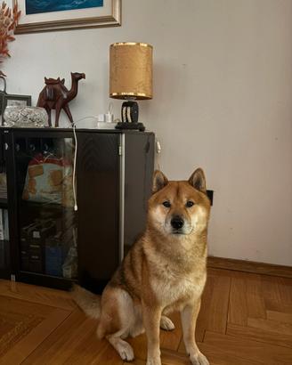 SHIBA INU, accoppiamento