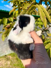 Conigli nani minilop