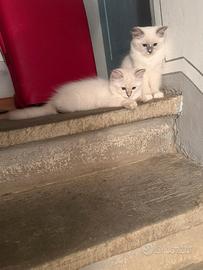 Cuccioli di Ragdoll con pedigree