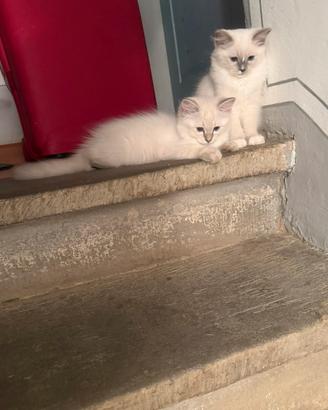 Cuccioli di Ragdoll con pedigree