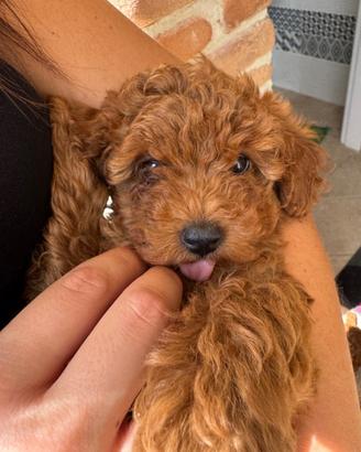 Cucciolo di barboncino