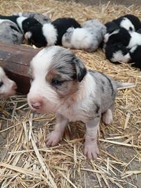 Cuccioli border collie e blue merle