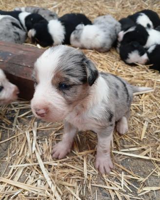Cuccioli border collie e blue merle