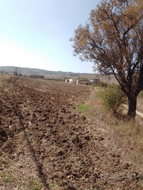 Terreno agricolo