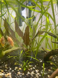 Piante laghetto e acquario