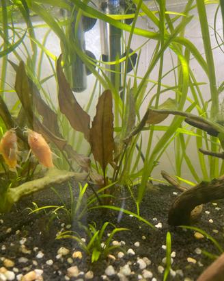 Piante laghetto e acquario
