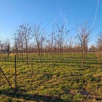 pensione per cavalli