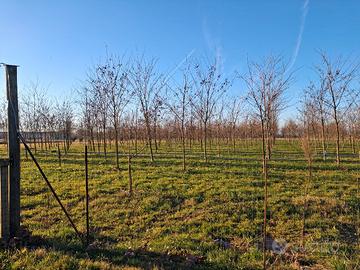 pensione per cavalli