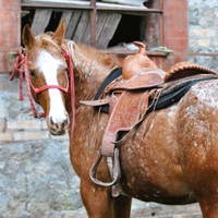 Cavalla Appaloosa reining bollino oro