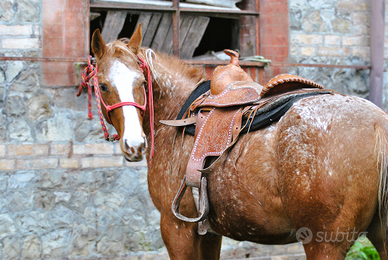 Cavalla Appaloosa reining bollino oro
