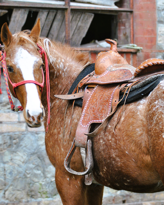 Cavalla Appaloosa reining bollino oro