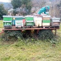 Sciami, nuclei api regine