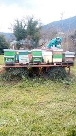 Sciami, nuclei api regine