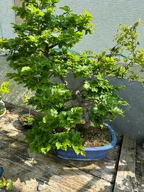 Bonsai faggio spedizione gratuita