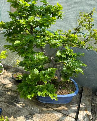 Bonsai faggio spedizione gratuita