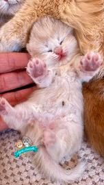Scottish Fold Straight British Shorthair
