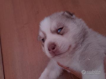 Siberian husky con pedigree