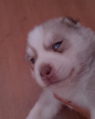 Siberian husky con pedigree