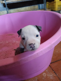 Cuccioli di Amstaff