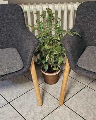 coppia poltrone vedbo come nuove