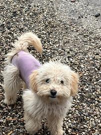 Cucciola di barboncino nano