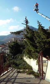 Abbattimento alberi / Giardinaggio