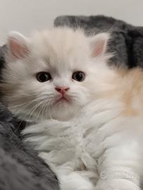 Gattino Persiano bicolore Cream&White