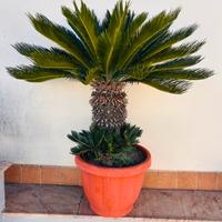 Cycas femmina al miglior  offerente