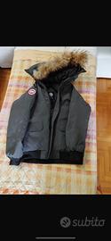 canada goose