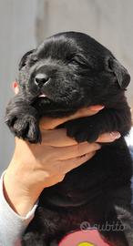Cuccioli labrador puri