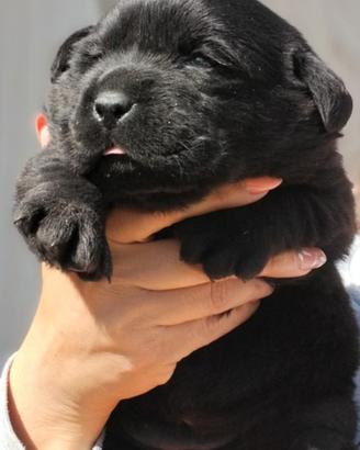 Cuccioli labrador puri