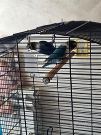 Inseparabili personata