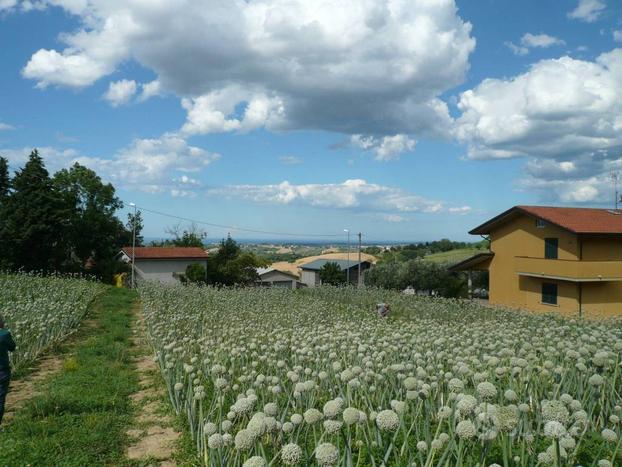 Terreno edificabile a Montescudo-Monte Colombo