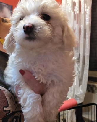 Maltipoo cucciole
