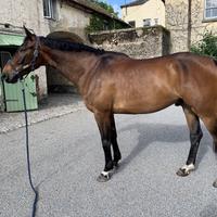 Cavallo Belga da Salto cat' 120/125