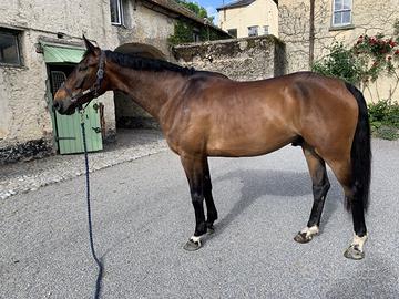 Cavallo Belga da Salto cat' 120/125