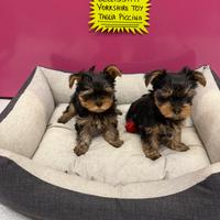 Cuccioli yorkschire toy taglia piccola
