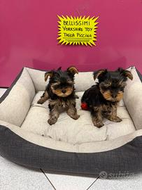 Cuccioli yorkschire toy taglia piccola