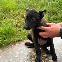 15 Cuccioli di Pastore Belga Melinois - RAZZA PURA