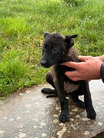 15 Cuccioli di Pastore Belga Melinois - RAZZA PURA