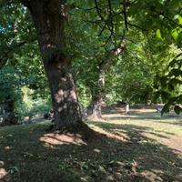 Marroneta in località Villore (Vicchio)