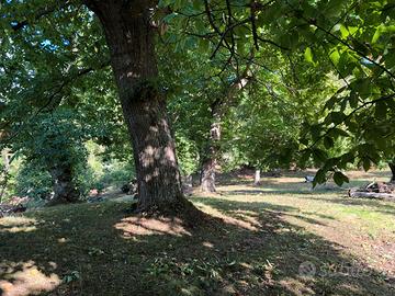 Marroneta in località Villore (Vicchio)