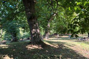 Marroneta in località Villore (Vicchio)