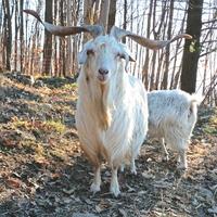 Mini gregge capre cashmere 5 esemplari